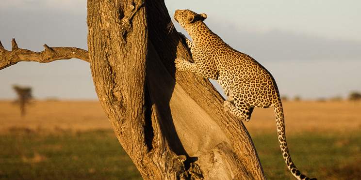 3-Day Nyerere NP (Game Drive, Boat and Walking Safari)