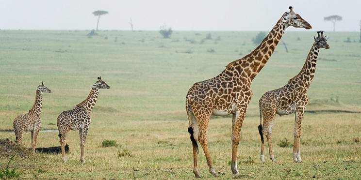 4-Day Beauty of Tarangire, Serengeti and Ngorongoro