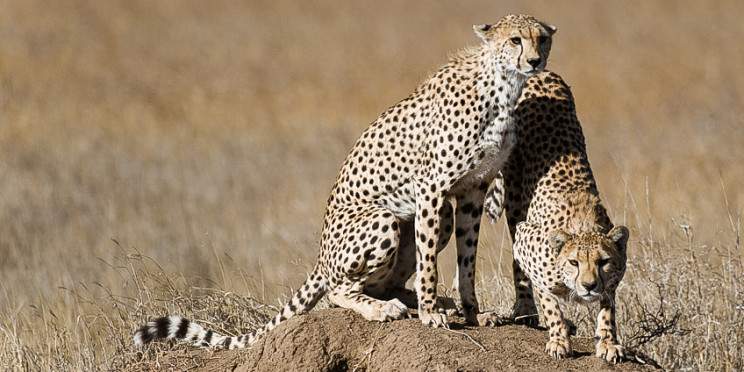 8-Day Mid-Range Honeymoon Safari (3 Nights Serengeti)