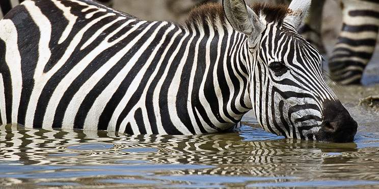 5-Day Ndutu Migration, Ngorongoro, Manyara&Tarangire