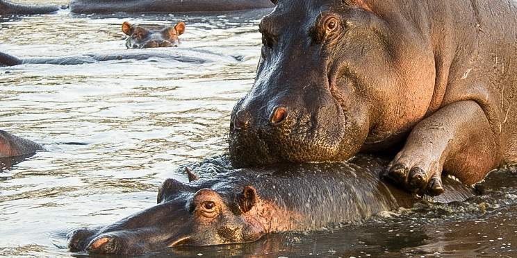 12-Day Uganda, Rwanda & Tanzania Safari Expedition