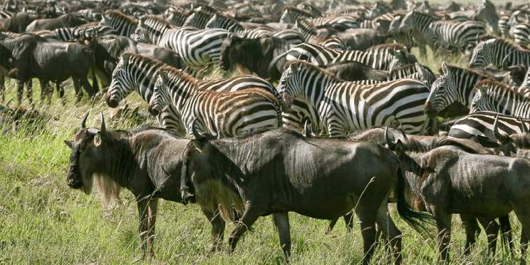 7-Day Journey of the Wildebeest - Luxury