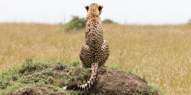 5-Day Arusha NP, Tarangire, Serengeti, Ngorongoro Luxury