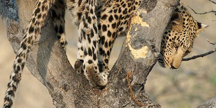 6-Day Affordable Safari Adventure (Northern Circuit)