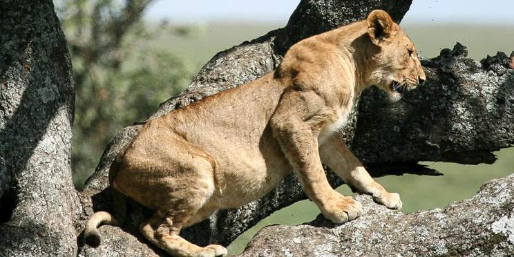 4-Day Tarangire, Serengeti &Ngorongoro Lodge Safari Tour