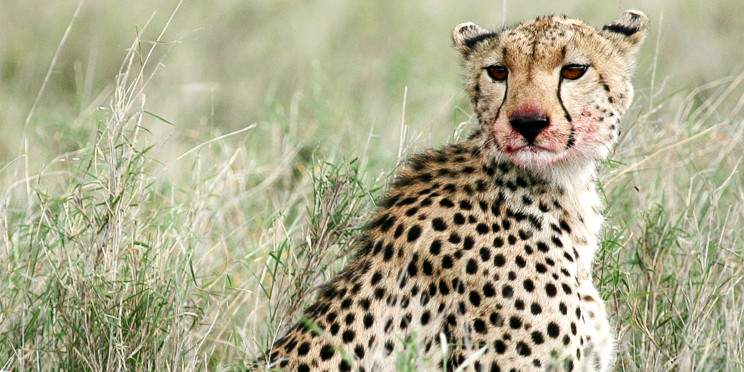 10-Day Ndutu Great Migration, Perfect Expedition Bliss