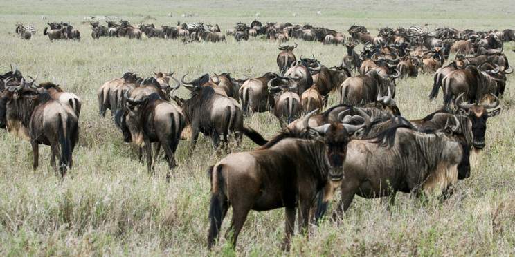 6-Day Wonders of the Great Migration
