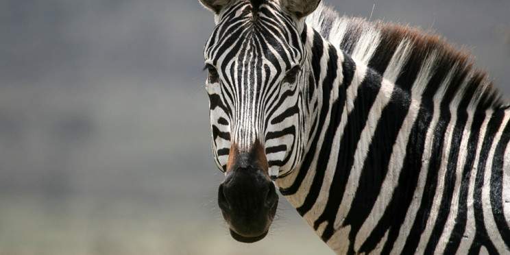 4-Day Classic Serengeti Central Fly-in from Zanzibar