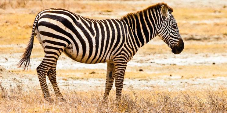 2-Day Serengeti Migration and Four Seasons Accommodation