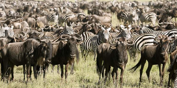 3-Day Private Luxury Honeymoon Safari, from Zanzibar