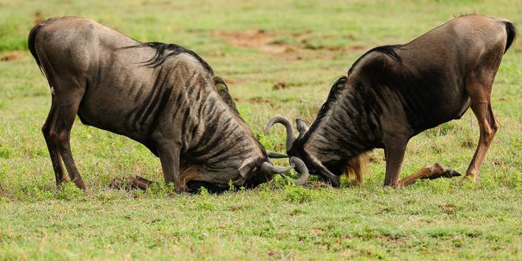 5-Day Fly-in Safari & Culture – Tanzania Mid-Range Tour
