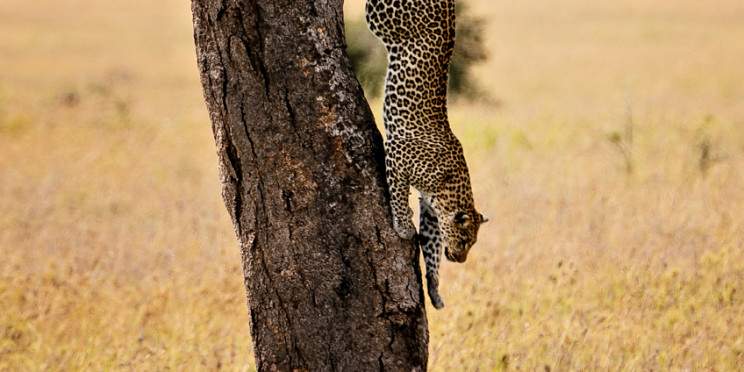 5-Day Fly-in Serengeti & Ngorongoro Culture – Midrange