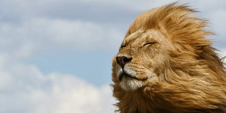 3-Day Big Five Safari from Dar Es Salaam