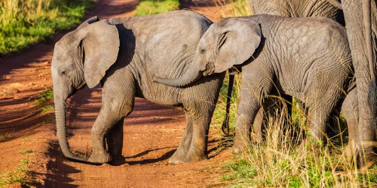 2-Day Safari to Tarangire and Ngorongoro