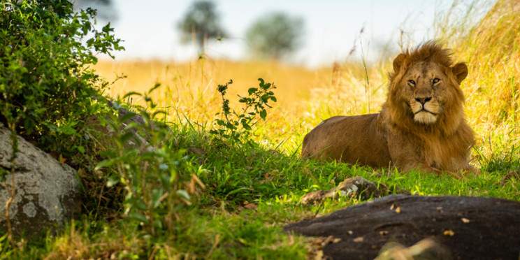 5-Day Materuni, Manyara , Serengeti & Ngorongoro
