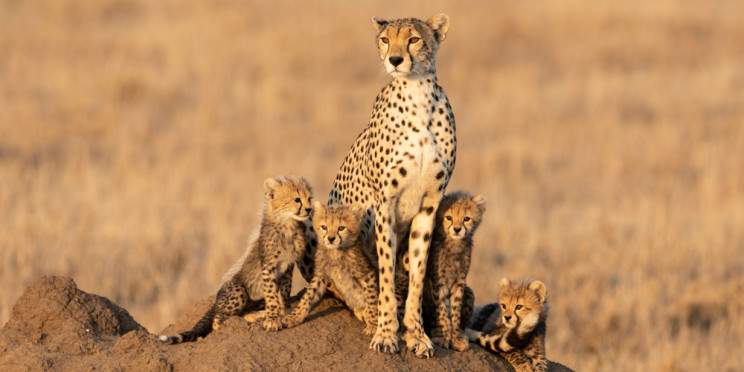 12-Day Serengeti NP and Gorilla Trekking Tour