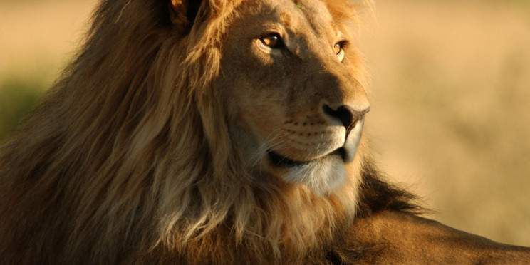 1-Day Private Game Drive Safari to Mikumi from Zanzibar
