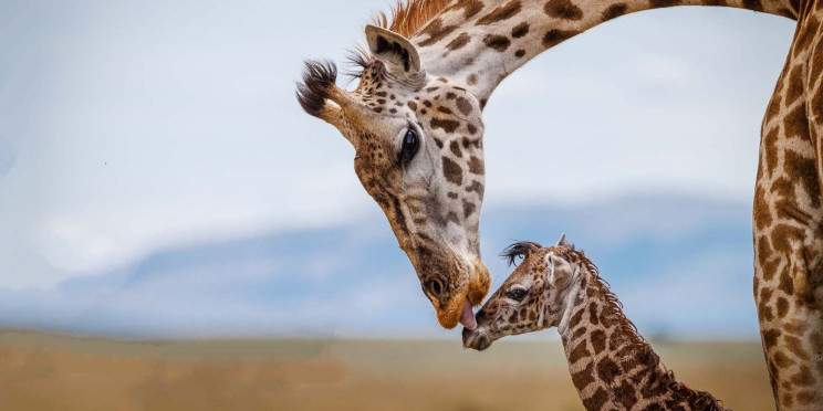 2-Day Fly in Safari from Zanz to Tarangire & Ngorongoro
