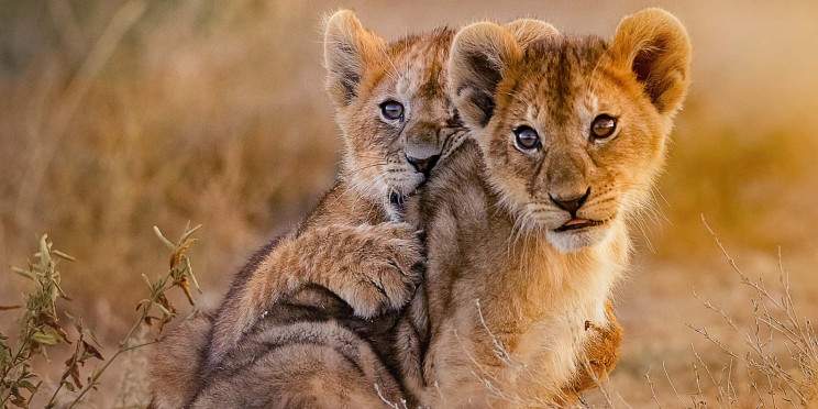 1-Day Mikumi National Park from Dar Es Salaam