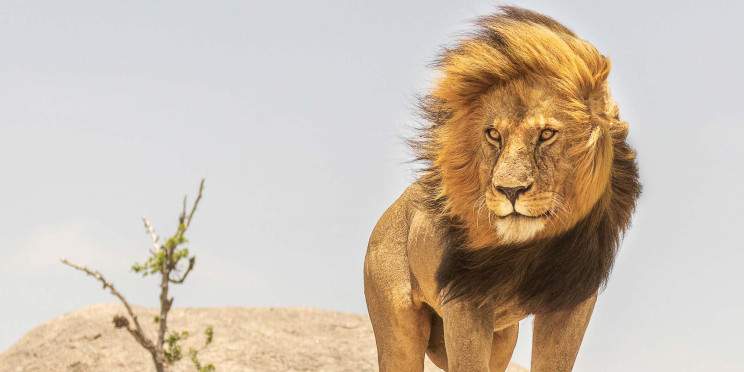 10-Day Best Luxury Safari in Tanzania with Zanzibar Beach