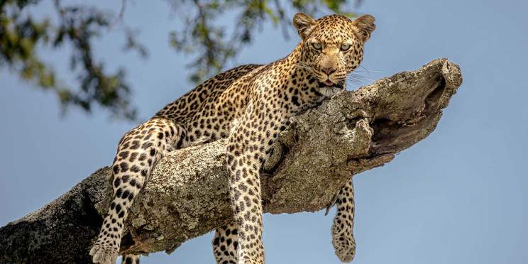 5-Day Tarangire, Serengeti, Crater & Kilimanjaro Day Hik