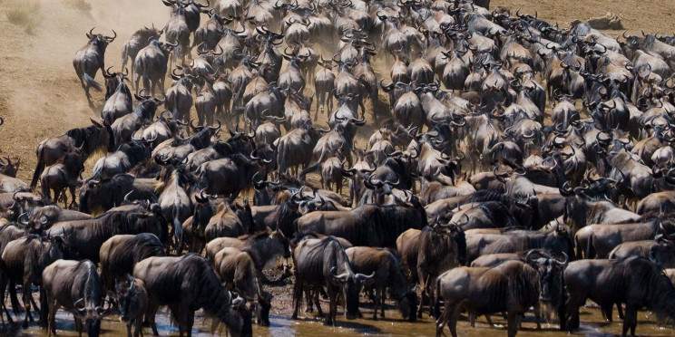 14-Day Kenya & Tanzania Wildebeest Calving - Jan-March