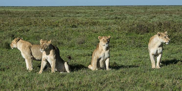 2-Day Explore Tarangire and Ngorongoro Crater