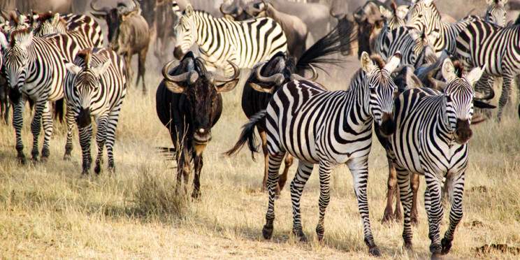 4-Day Best Tarangire, Serengeti & Ngorongoro Trip