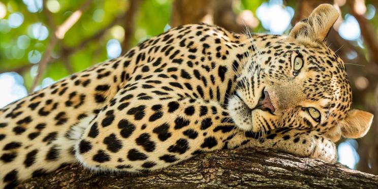 10-Day Wildlife Tanzania Safari with Zanzibar Beach