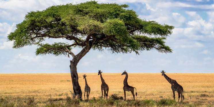 2-Day Zanzibar to Serengeti & Ngorongoro Crater Safari
