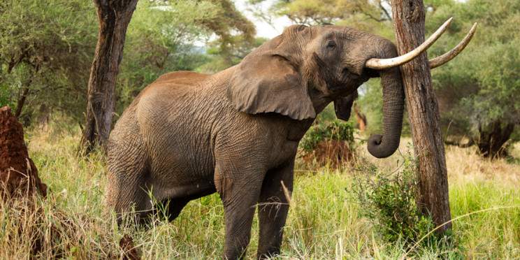 2-Day 1 Night Comfort Safari to Tarangire & Ngorongoro