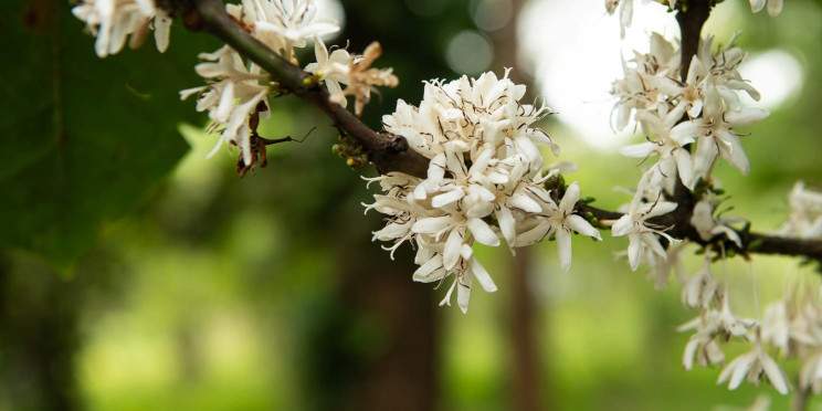 1-Day Materuni Waterfalls, Coffee Tour & Chemka Springs