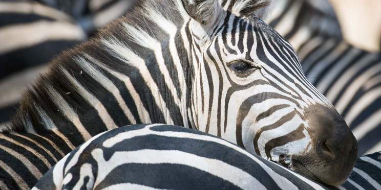 7-Day Karibu Safari