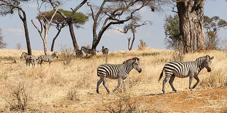 12-Day Tanzania and Kenya Adventure Safari - Midrange