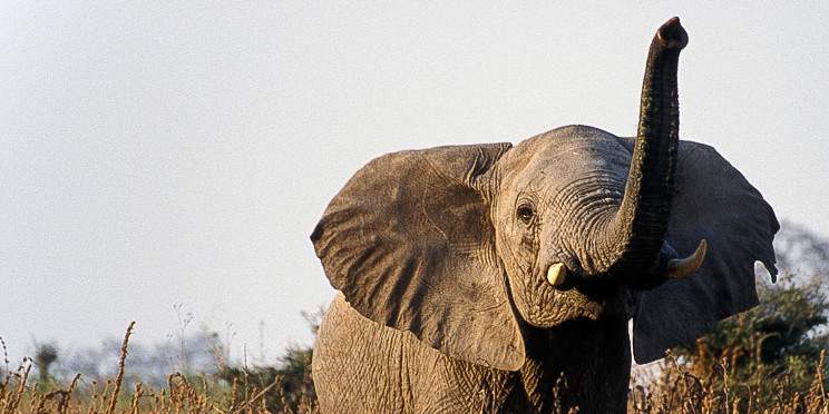 8-Day Northern Circuit Tanzania & Zanzibar
