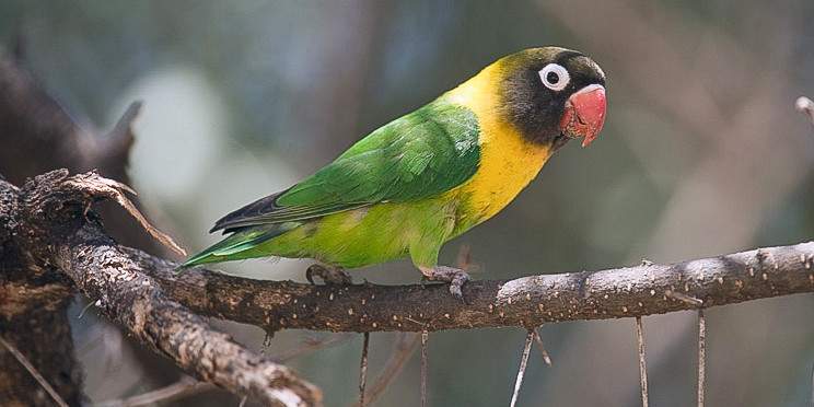 5-Day Upper Mid-Range Best of Tanzania Safari