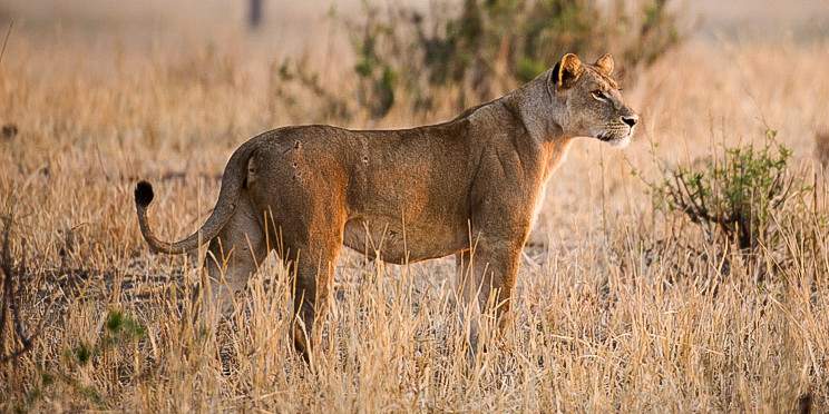 2-Day Luxury Lodge Safari |Tarangire & Ngorongoro Crater