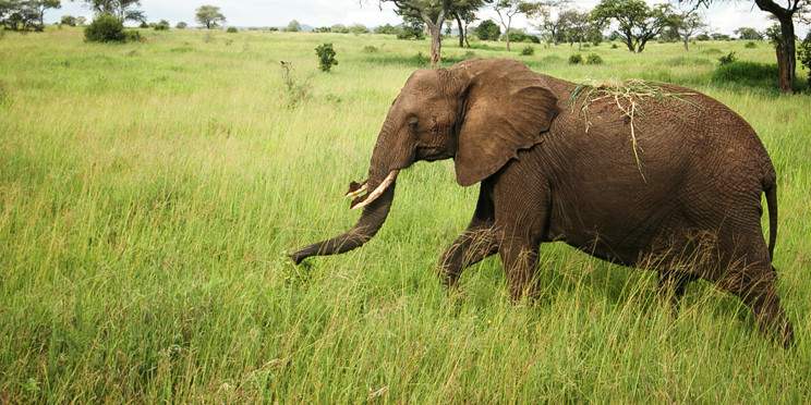 2-Day Zanzibar to Tarangire & Ngorongoro Crater