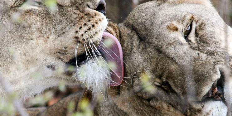 5-Day Private Camping Adventure in Tanzania