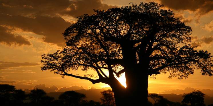 1-Day Tarangire National Park Full Game Drive