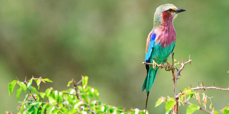 1-Day Game Drive in Arusha National Park