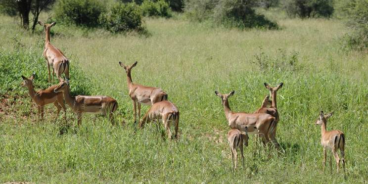 5-Day Tarangire, Serengeti, Ngorongoro&Manyara Private