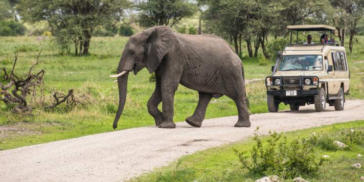 1-Day Daydream Journey to Mikumi National Park by Sgr