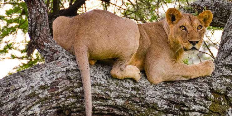 3-Day Safari- Tarangire, Ngorongoro & Manyara from Moshi