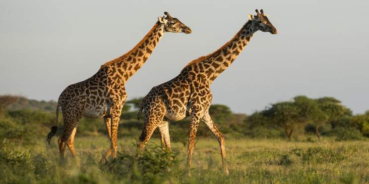 2-Day Great Safari Tarangire and Lake Manyara