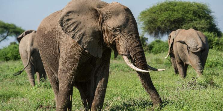 7-Day Kenya Safari - Amboseli, Mara & Nakuru