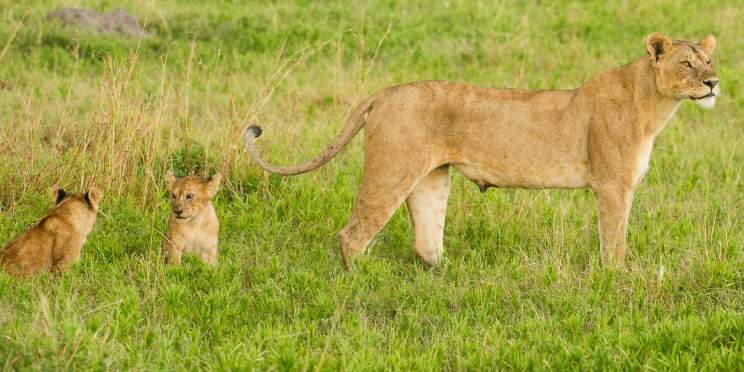 3-Day Fly-in&out to Northern & Central Serengeti
