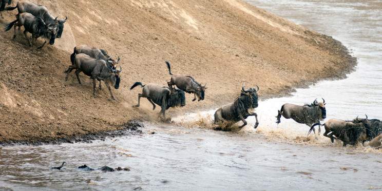 7-Day Nature's Greatest Migration Safari
