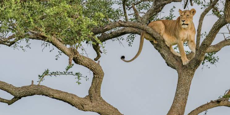 3-Day Safari Spectacular, Tarangire, Ngorongoro, Manyara