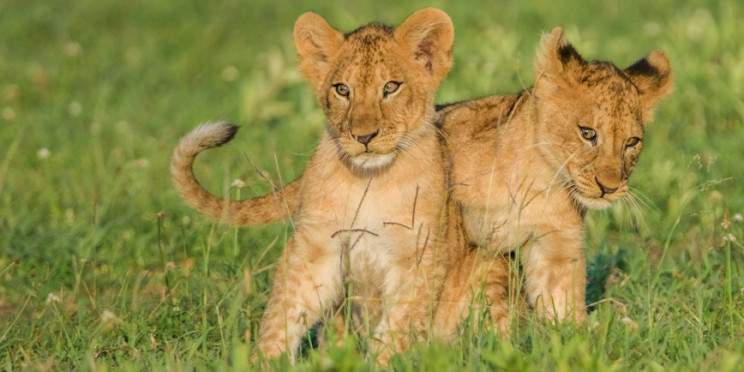 12-Day Tanzania Safari – Photographers & Nature Lovers